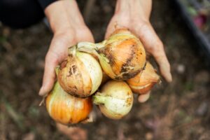 『黒だし入り！淡路たまねぎしょうゆ』はこうして生まれた。